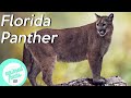 Florida Panther • All You Need To Know About This Cougar