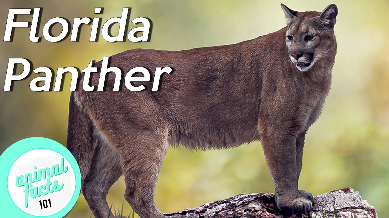 Florida Panthers Facts for Kids