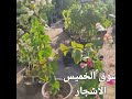 سوق الاشجار الخميس