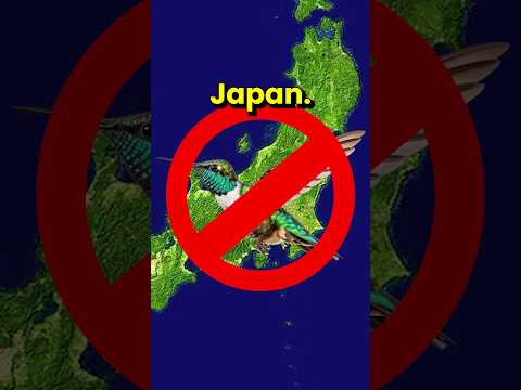 Video: Japanin kasvit ja eläimet