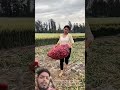 Woman Harvesting Onions: Woman Carries a Bag of Onions and Loads Them onto a Cart