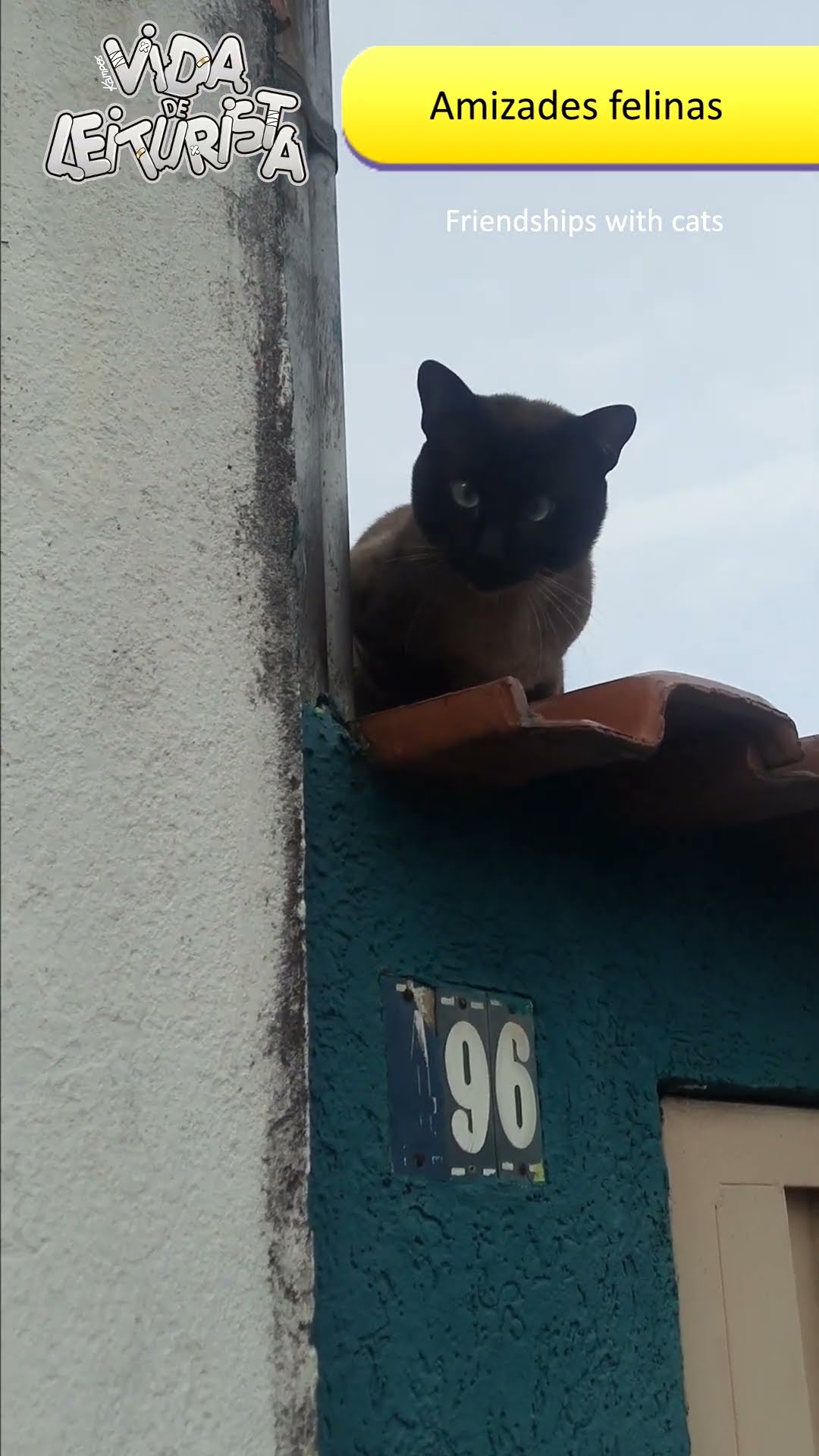 Amizades felinas