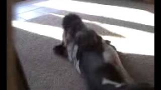 Little Dog HUMPS Big Dog IN THE FACE Little Dog HUMPS Big Dog IN THE FACE