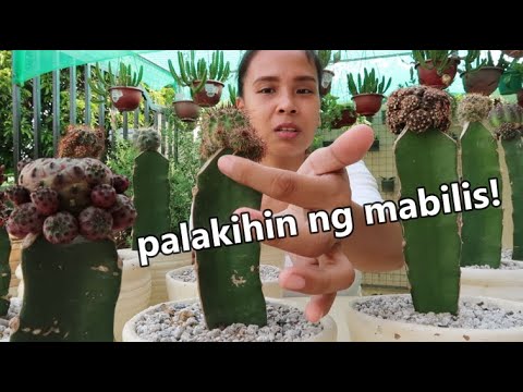 Video: Pagpapalaki ng Kalanchoe Succulent Plants: Alamin Kung Paano Alagaan ang Isang Kalanchoe