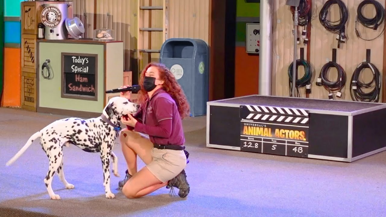 How Much Do Dog Actors Get Paid
