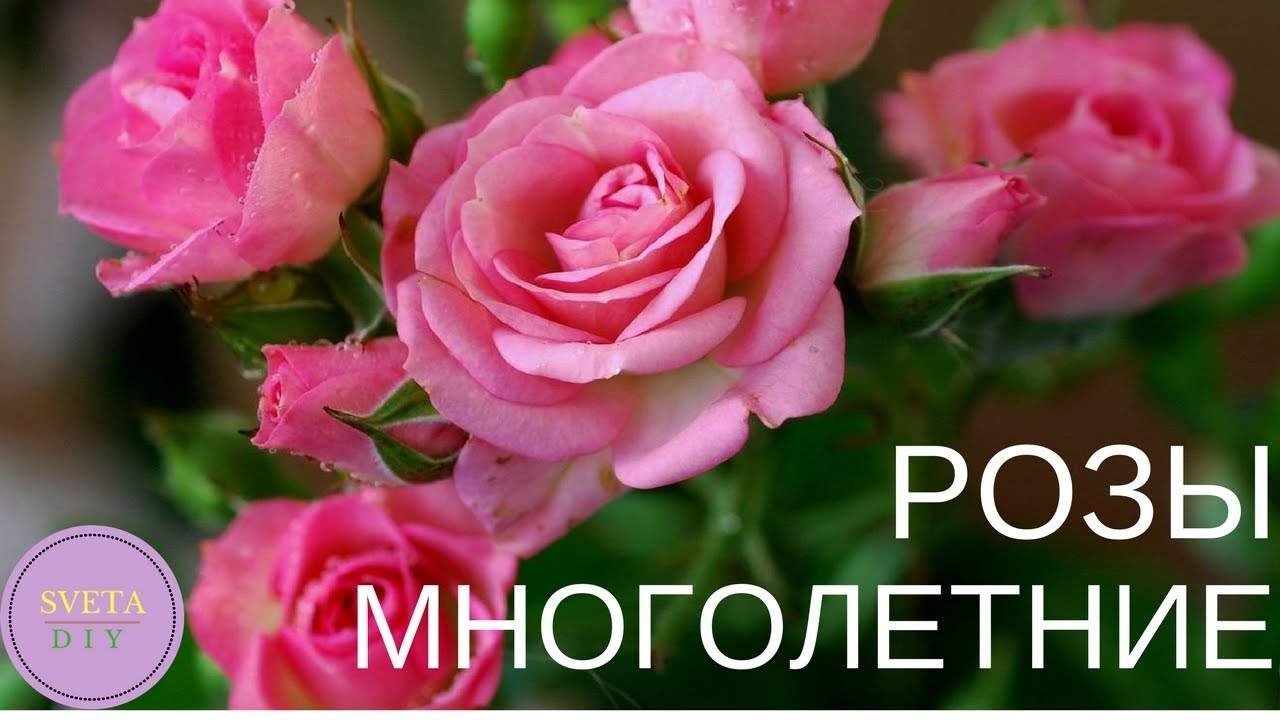 Розы Многолетние Фото