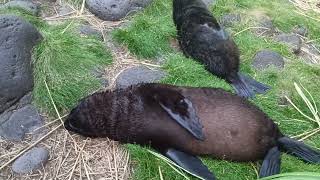sub Antarctic fur seals sleeping on inaccessible island
