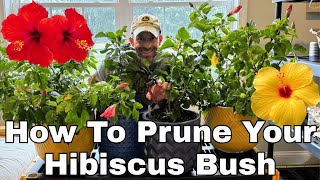 Pruning Hibiscus. Everything you need to know to be Successful.