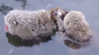 Snow Monkey 02 Grooming