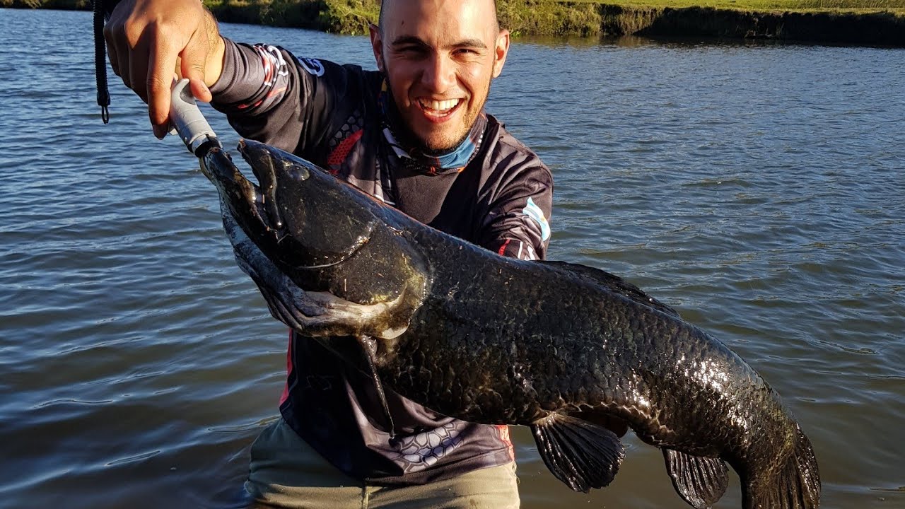 Tararira Pre-Historica en Uruguay  Pesca Tarariras Uruguay 