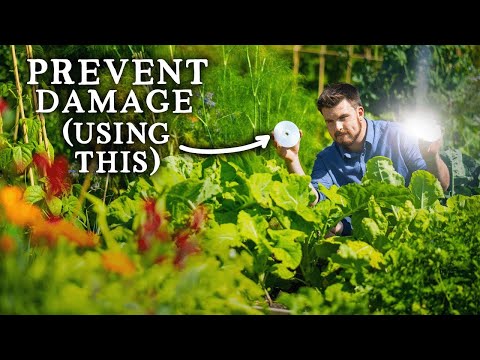 Видео: Естественное садоводство: органическая борьба с вредителями