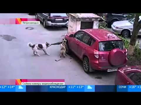 Собаки против машины