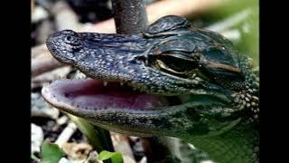 Baby Gator Call