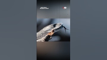 Phát hiện bất ngờ từ loài rắn nguy hiểm bậc nhất hành tinh