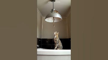 Shocking! Cat and snake face to face, who run? But finally...