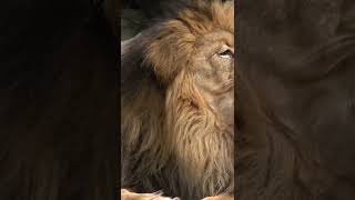 Male lion face shorts