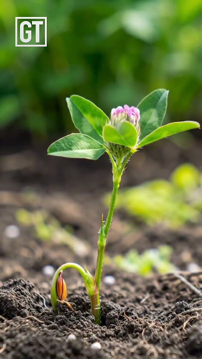 Timelapse of Clover flowers bloom in moist soil #timelapse