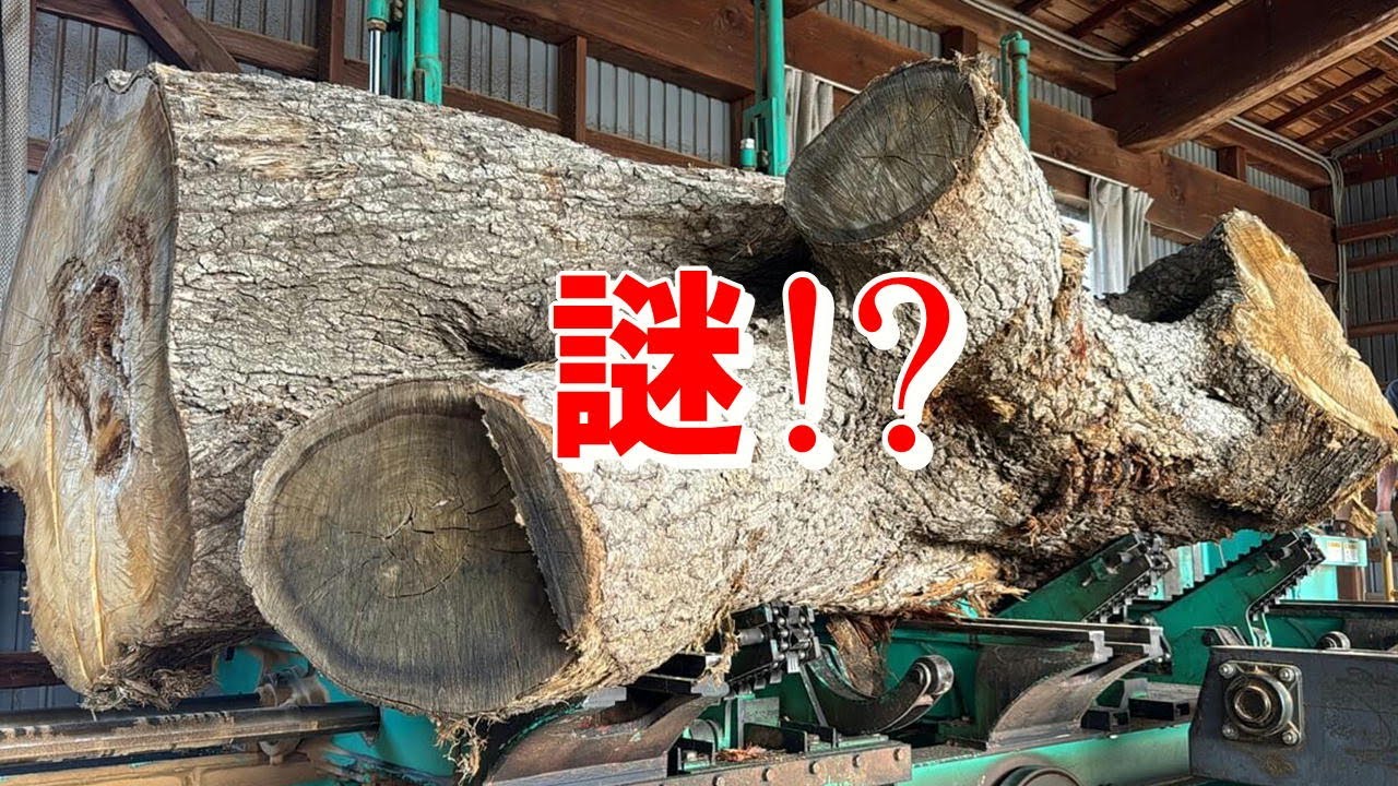 Exciting lumbering!] When we saw chestnut logs from Miyagi