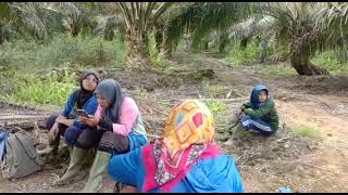 lagu manggarai terbaru/NGO PALA LAU KALIMANTAN.cipta/vocal.martin sudin.musik arin sanjoyo