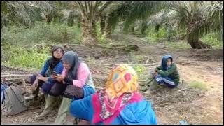 lagu manggarai terbaru/NGO PALA LAU KALIMANTAN.cipta/vocal.martin sudin.musik arin sanjoyo