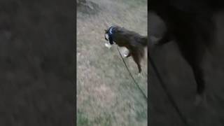 20180309 nosework in front yard 1