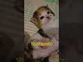 Cute Cats, Funny Cats, Cuteness #catshort #shots #cat #petshu