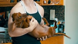 How to hold a wiener dog