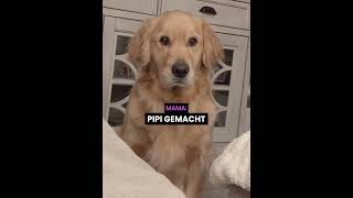 Niemand wusste, was dieser Hund wollte, dabei lag die Antwort direkt vor der Nase!