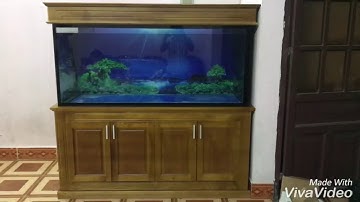 Hồ cá rồng thi công tại nhà anh Xuân Biên Hoà - Đông Nai