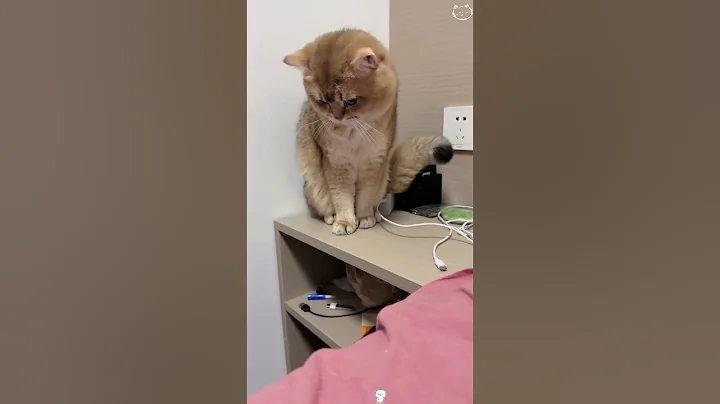 Watch the video about Cats speak English🤣🤣#FunnyPets #Cat #CatTok #cutecat #catlover #petfyp #foryou #funny #usa