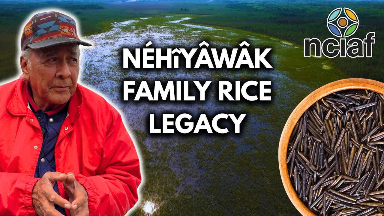 Wild Rice Is a Way of Life For This Indigenous Family