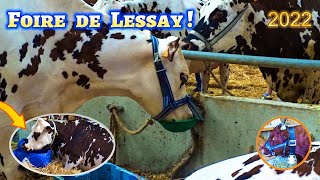 Foire de Lessay : Exposition de Vaches Laitières !