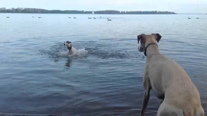 Whippet Puppy Likes to Swim