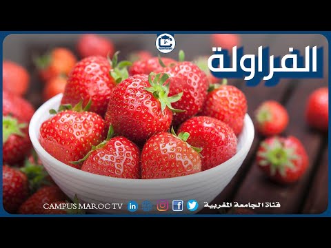 الفراولة الفاكهة المعروفة في المغرب 