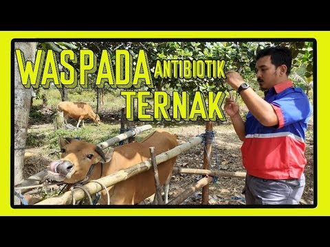 Video: Penggunaan Dan Resistensi Antimikroba Dalam Produksi Daging Sapi