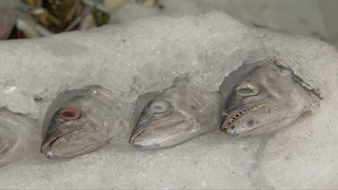 Pescados y mariscos en Semana Santa. La Rotonda en Xalapa. - YouTube