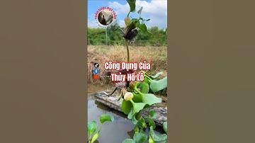 Bạn đã biết công dụng của Thủy Hồ Lô chưa?