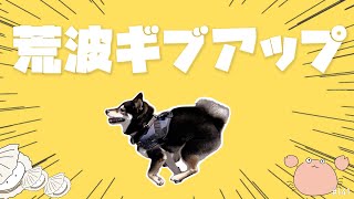 【強風オールバック】を海に行った柴犬が替え歌した