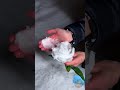 This Flower Looks Fake… But Thrives in the Cold ❄️🌸😮