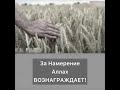 За намерение Аллах вознаграждает