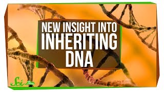 You Can Inherit Mitochondrial DNA from Both Parents! | SciShow News