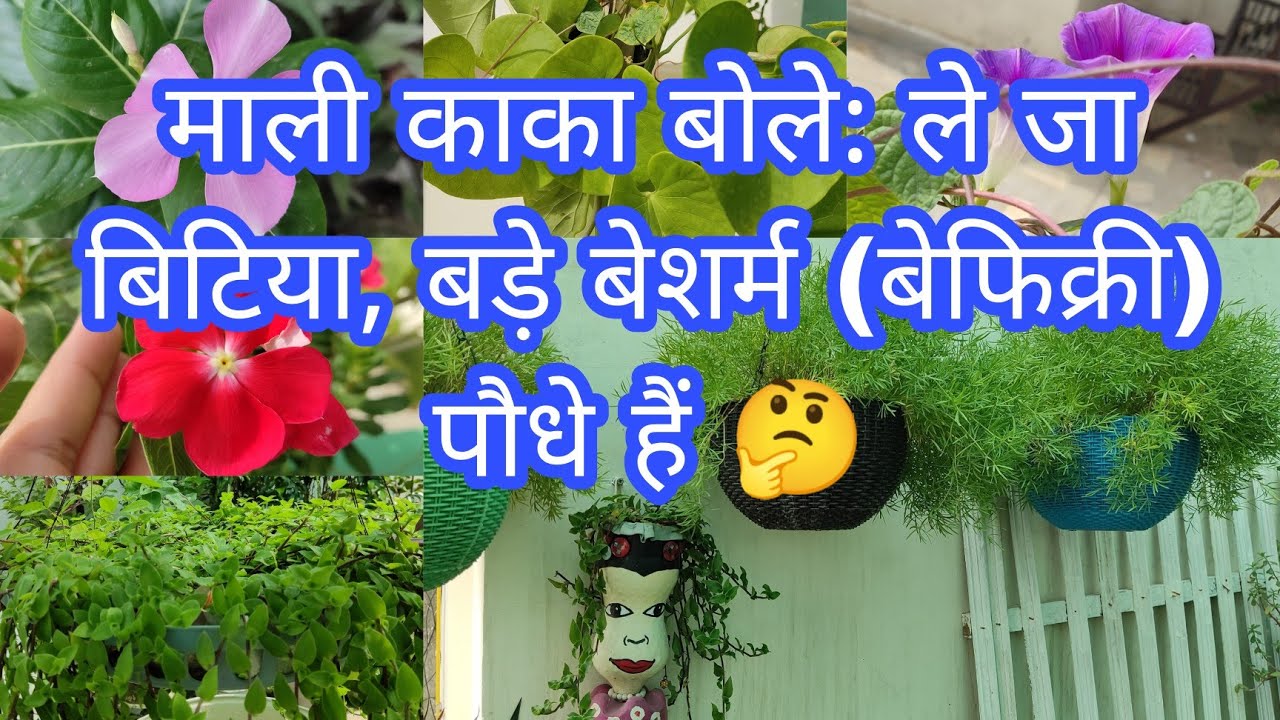 25+ ऐसे पौधे जो तेजी से बढ़ते हैं/Plants that grow very fast/Permanent