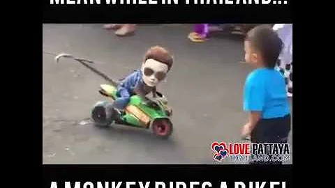 Have You Ever Seen A Monkey Ride A Bike?....