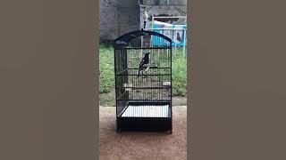 KACER KAPTEN GACOR NEMBAK DASYAT PANCINGAN BIAR KACER GACOR