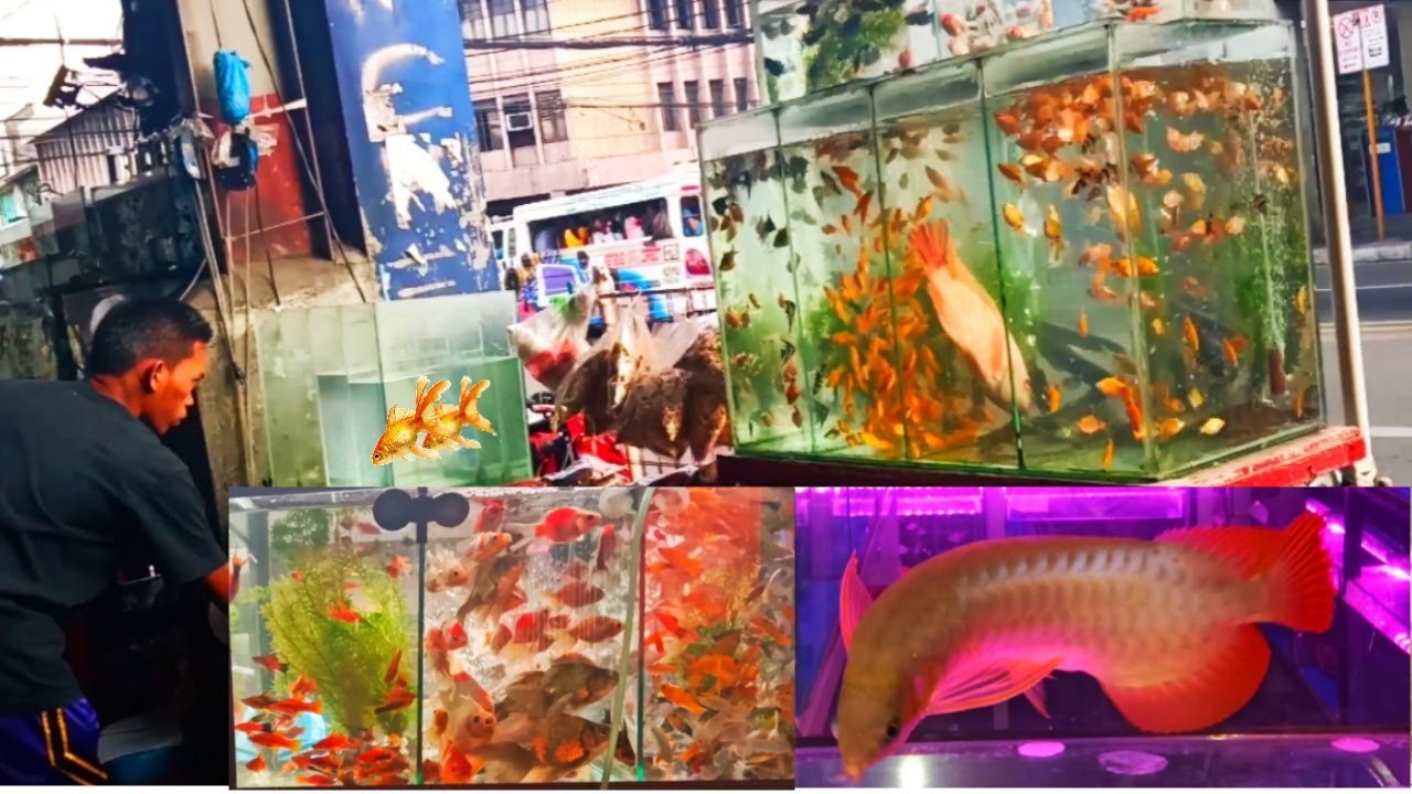 MGA PWEDENG ALAGAAN NA ISDA SA INYUNG AQUARIUM.