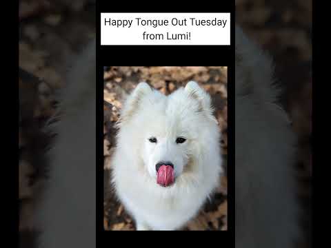 Video: Anjing Merayakan #TongueOutTuesday