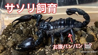 [生き物飼育]サソリの飼育環境をセッティングする(提供SMZ様)