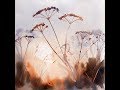 Autumn Cow Parsley Watercolour Demonstration