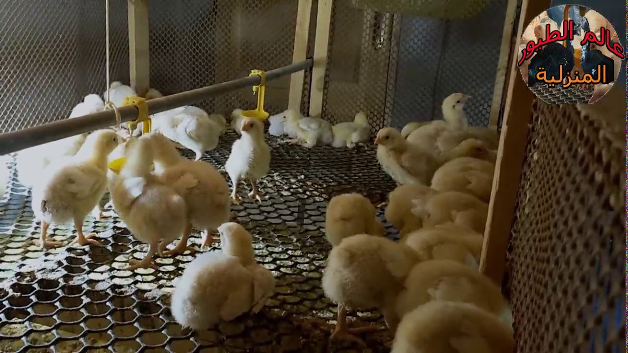أفضل معاد لتربية الفراخ البيضاء/وأسوأ معاد دورة الخسارة/مشروع تربية الفراخ البيضاء/أحترس