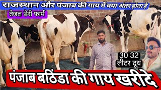 पंजाब बठिंडा की शानदार एचएफ साहिवाल क्रॉस ब्रीड गाय खरीदे तेजल डेरी फार्म #hfcow #cowdairyfarm 